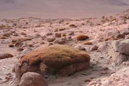 mars mosses highres 2